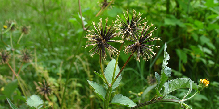 Bidens pilosa picao preto para pele